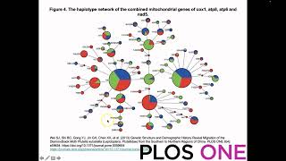 What is a haplotype network [upl. by Otsenre585]