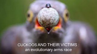 Cuckoos and their victims An evolutionary arms race [upl. by Niwrud]