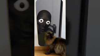 Cat reaction to😱🕷️Send this to your friends and see who gets scared Compilation🤪😲Skibidi Toilet Song [upl. by Yvan657]