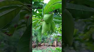 Pé de canistel com frutos sítio plantacoesnaturerafaelafruitfrutasvidanaroçachácaraRafaela [upl. by Aruasi]