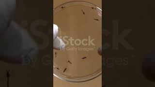 Aedes mosquito on petridish [upl. by Omrellig]