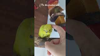 Pilipili 1092nd day quotAm I your favoritequot Funny and cute budgie playful parakeet happy birdshorts [upl. by Norel]