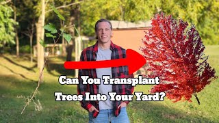 Identifying and Transplanting Trees [upl. by Otreblon]