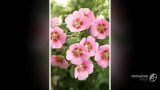 Anisodontea  garden plants [upl. by Yves]