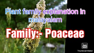 Family poaceae details in Malayalam [upl. by Elane]