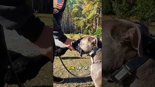 How to Start Muzzle Training Your Dog [upl. by Idrahs]