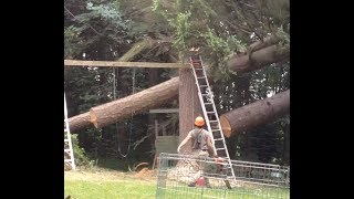 TREE FELLING COMPILATION A LOOK BACK [upl. by Eneleoj]