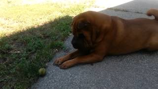 Nikko the SharPei dog sneezes and rubs his eye [upl. by Atnicaj348]