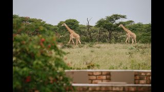 Namibia Waterhole Live Stream  Kambaku Wildlife Reserve [upl. by Bonneau]