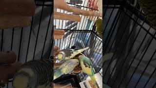 Budgies Friendship buddies 🥰💕🦜🌟🇨🇦 [upl. by Chandal]