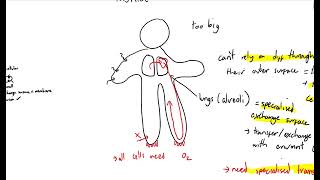 CCEA AS Biology Transport and exchange surface area to volume [upl. by Ahseiyt699]