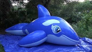 Blue Five Meter Whale Time Lapse Inflation [upl. by Lawton]