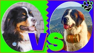 Bernese Mountain Dog vs Saint Bernard Which is Better Dog vs Dog [upl. by Lyrradal]