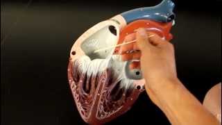 CIRCULATORY SYSTEM ANATOMY Blood flow through heart chamber model description [upl. by Samled]