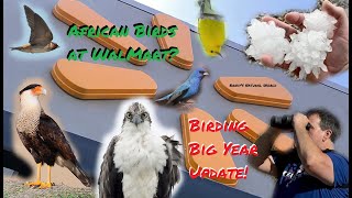 2024 Birding Big Year Update African Birds at Walmart [upl. by Danyelle170]