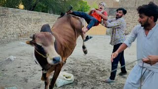 Cow ko nehla deya 😳  cow ny Ali ko lat mar Di 🥺  cow full khorat ho gai hy [upl. by Adnir]