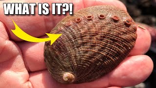 Abalone Facts a SNAIL with HOLES 🐌 Animal Fact Files [upl. by Hopper]