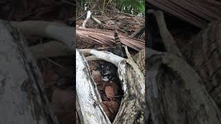 Raccoon in Costa Rica Finds a Snack on the Beach [upl. by Ymmak828]