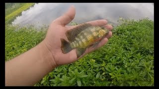 Arizona Tilapia Cichlid Fishing [upl. by Reidid]