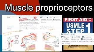 Muscle proprioceptors in HindiUrdu by first aid for USMLE step 1 [upl. by Schumer]