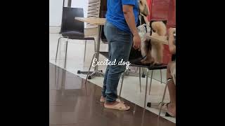 Excited dog as he welcomes his master viralvideo dogs doglover [upl. by Weitman]