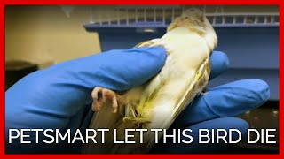 PetSmart Management Let this Bird Die [upl. by Burrell104]