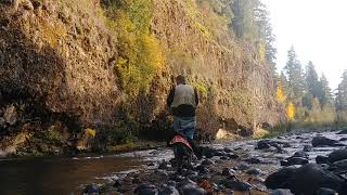 Fly fishing Molalla River [upl. by Nnylanna]