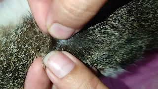 Safely Popping and Removing Pests from Your Cat [upl. by Eyahc]