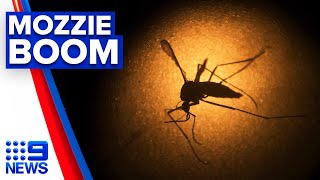 Rise in mosquitoborne disease cases  9 News Australia [upl. by Norrabal67]