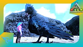 CARA MUDAH TAMING ARGENTAVIS SI BURUNG TERBESAR EPS 35  Ark Mobile Indonesia [upl. by Slade]