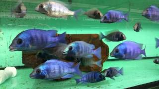 Placidochromis phenochillus gissel [upl. by Dnomasor203]