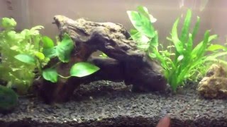 Aquascaping for beginners Fish and plant update [upl. by Leavelle666]