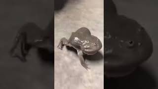 screaming budgets frogs shortvideo [upl. by Dlorad]