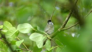 Blackcap male short singing  Mönchsgrasmücke Männchen kurzer Gesang [upl. by Clintock]