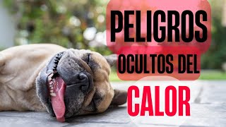 Golpes de Calor en Perros Síntomas y Prevención [upl. by Aneerb]