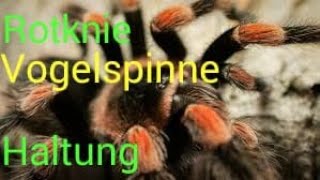 HALTUNGS BASICS VON ROTKNIE VOGELSPINNE  brachypelma hamorii  RED KNEE BIRDEATER CARE [upl. by Carper]