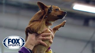 Best of the 2018 Masters Agility Championships  WESTMINSTER DOG SHOW 2018  FOX SPORTS [upl. by Bocock]