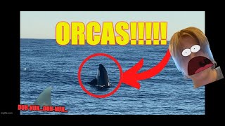 Amazing Orca Expedition at Dana Point CA [upl. by Norrad785]