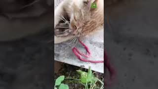 Funny Cat Moments Warning – Dogs and Cats clash in a dramatic confrontation you cant miss shorts [upl. by Rolyak]