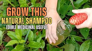 Why You Should Grow Awapuhi “Shampoo” Ginger [upl. by Ellekcim760]