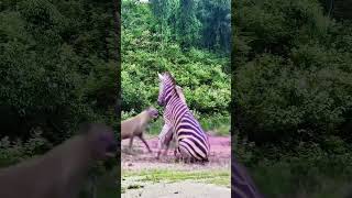 Zebra vs hyena closeup of wild animals animal fighting power competition [upl. by Fatma]