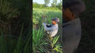 Lemongrass leaves farm lemongrass farmer farming agriculture plants reels short shorts [upl. by Ijnek]