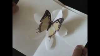 Butterfly Kisses  Kirigami Popup Cards [upl. by Mishaan418]