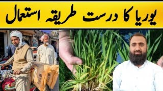 Which is the best method of using Urea Fertilizer in Wheat  Bilal Kanju Official [upl. by Rehpotsrihc]