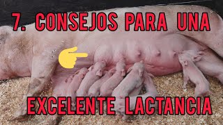 mi cerda no tiene leche [upl. by Rosenquist]