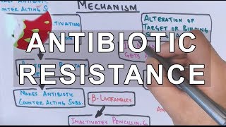 Antibiotic Resistance  Evolution Genetics Microbiology [upl. by Lesiram]