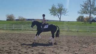 Prime Time 2020 homozygous black stallion jumped by a 11yr old rider [upl. by Essined410]