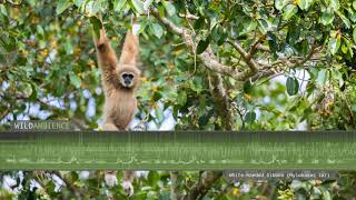 Gibbon Sounds  Whitehanded Gibbon song amp calls [upl. by Stav]