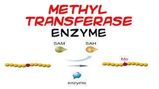 Methyltransferase enzyme [upl. by Chickie]