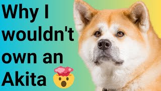 Why I Would Never Own This Dog  The Akita  Watch This Before Getting One [upl. by Sochor165]